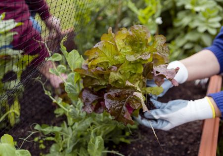 Our organic vegetable garden Our organic vegetable garden