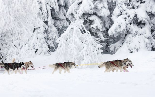 Husky Village